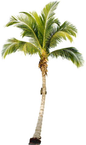 Tropical Palm Tree Png - Palm Png (280x472)