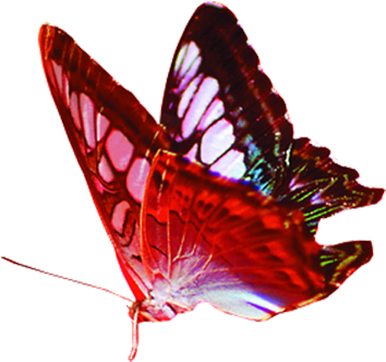 Butterfly Gratis Red - Butterfly Gratis Red (619x541)