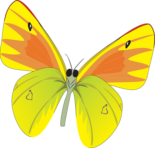 Yellow Butterfly - Butterflies And Moths (500x478)