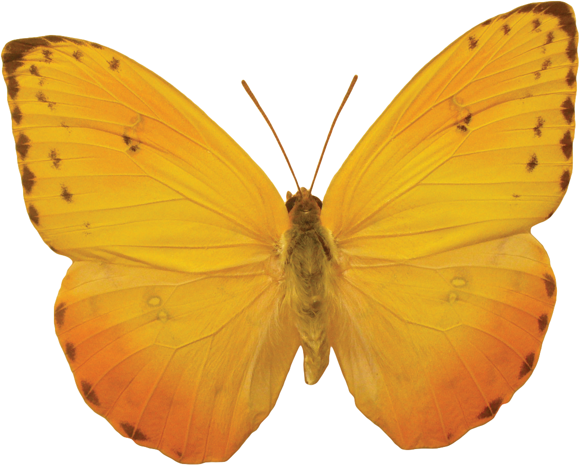 Orange Butterfly Png Image, Butterflies Free Download - Yellow And Orange Butterflies (1152x924)