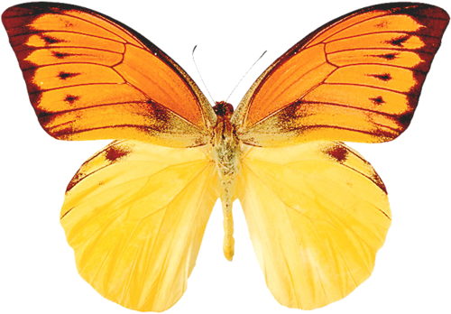 Moth, Butterfly - Pieridae (500x348)