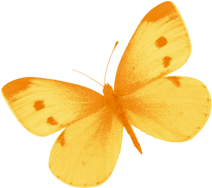 Yellow Butterfly Png By Heemipetal2004 - Clip Art (800x733)