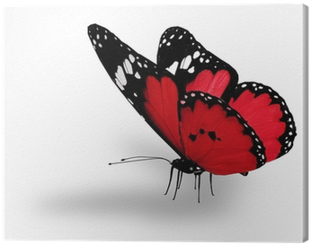 Red Butterfly , Isolated On White Canvas Print • Pixers® - White (400x400)