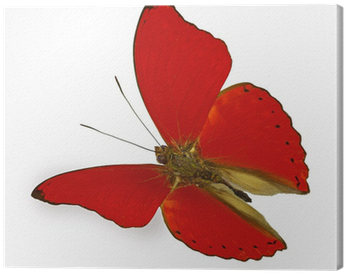 Red Butterfly In Flight Canvas Print • Pixers® • We - Blood-red Glider (400x400)