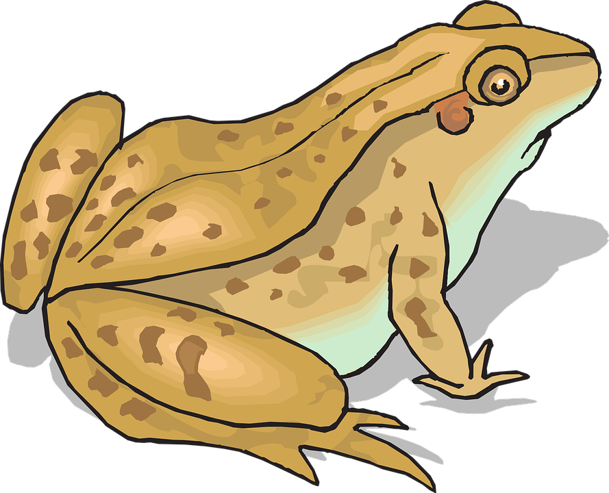Rainforest Animals Clipart 3, - Clipart Toad (889x720)
