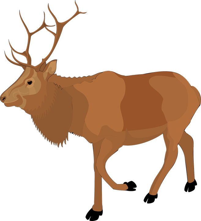 Free Moose Clipart - Moose Clipart Png (657x720)