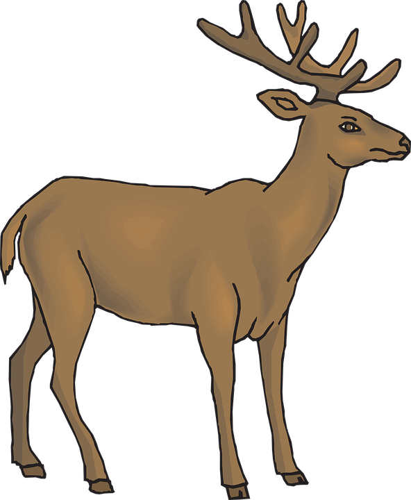 Whitetail Deer Clipart - Deer Clipart (592x720)