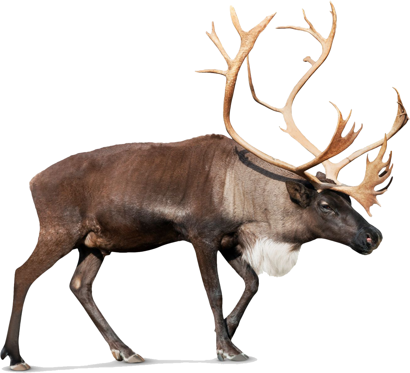 Download Free Photo Report - Caribou Reindeer (1440x1290)