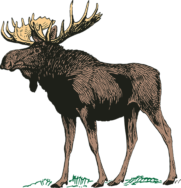 Free Moose Clipart 9, - Canadian Moose Png (693x720)