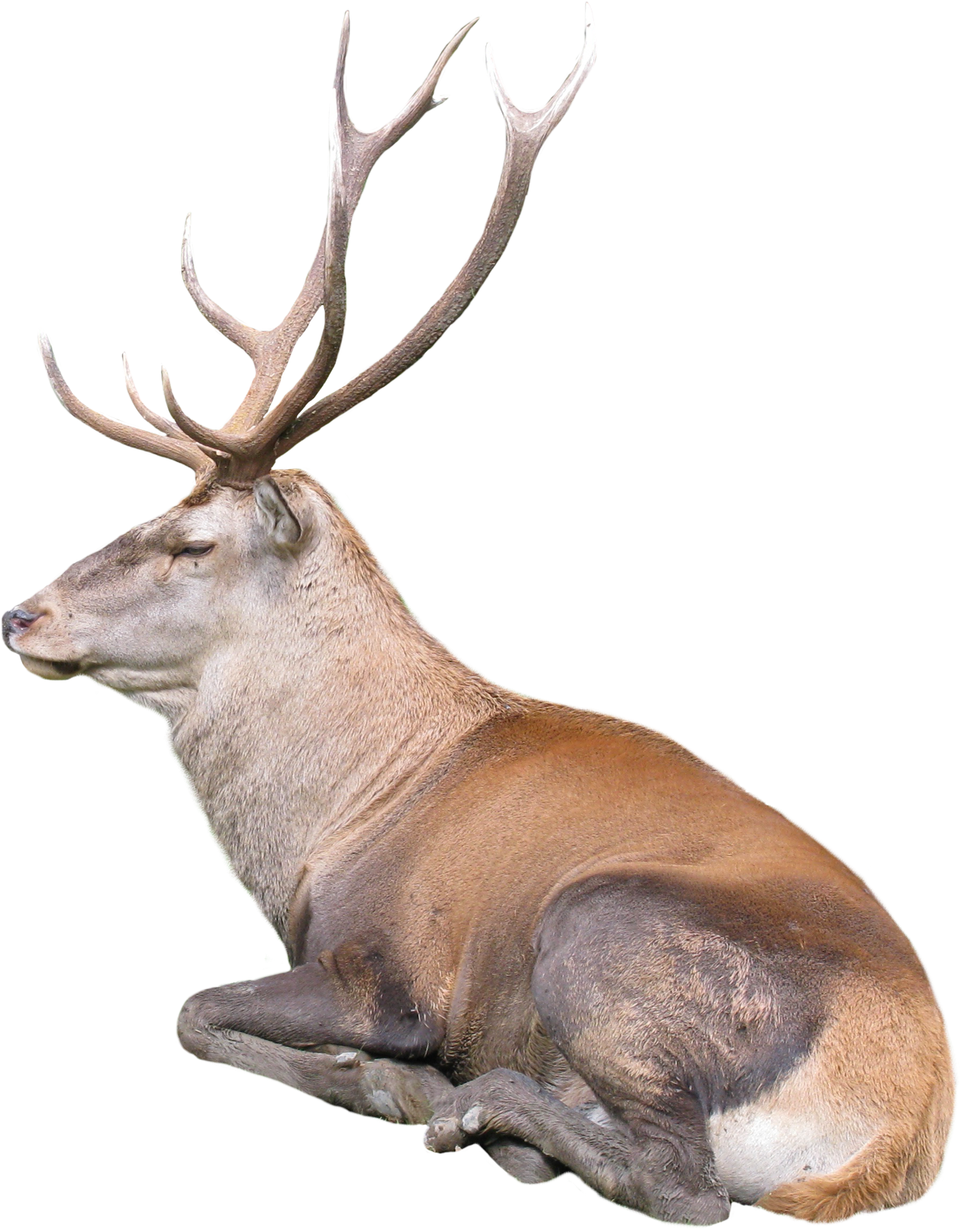 Download Free Photo Report - Reindeer Free Png (1450x1809)