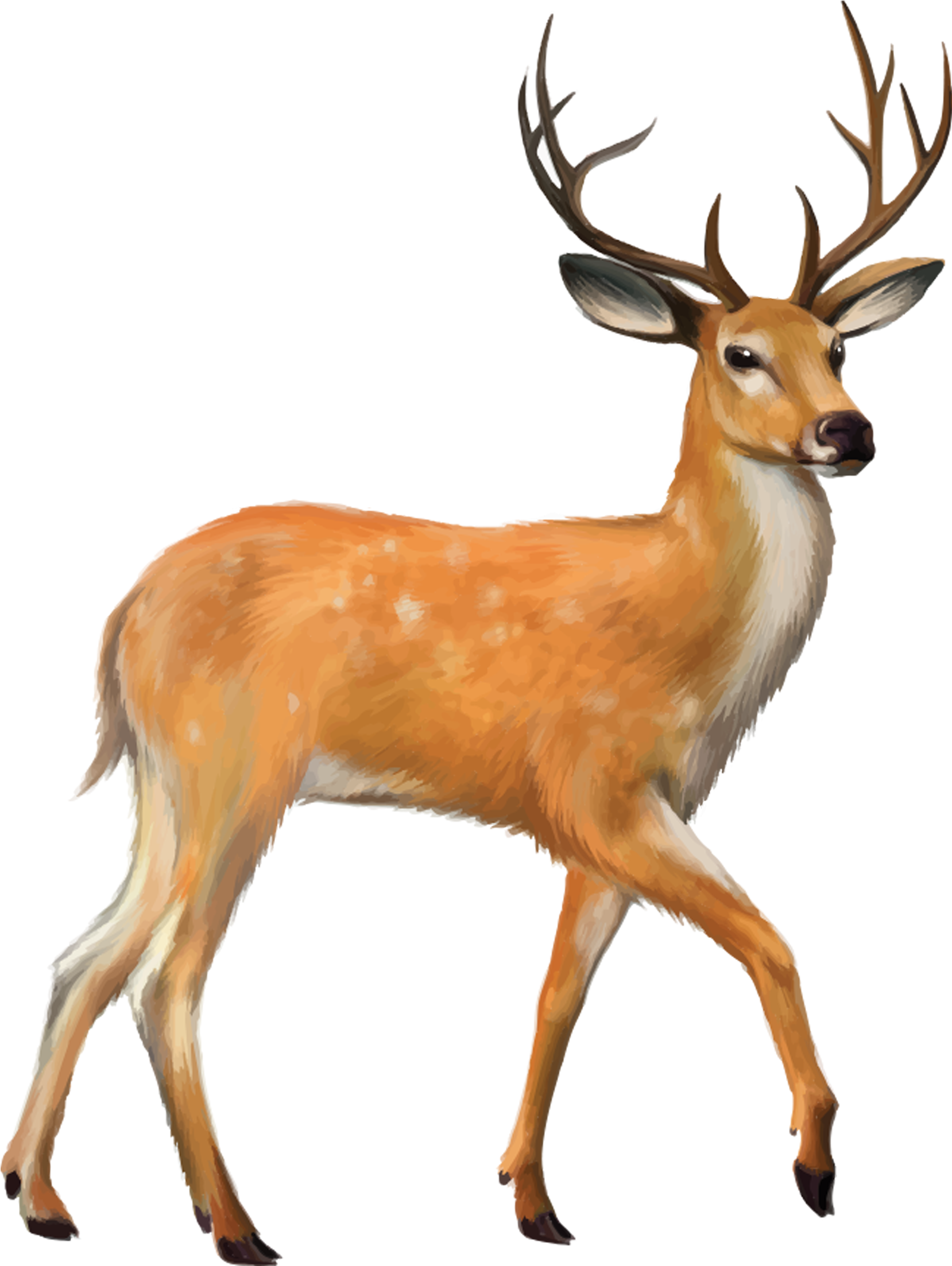 White-tailed Deer Mule Deer Clip Art - White-tailed Deer Mule Deer Clip Art (2480x3508)
