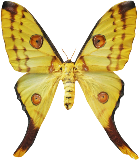 Papillons - Page - Riodinidae (600x611)