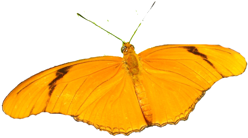 Butterfly Galleries 1 2 3 4 5 - Lycaena (500x279)