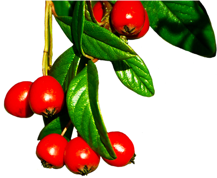 Red Winter Berries, Christmas Orange - Winter Berries Png (472x370)