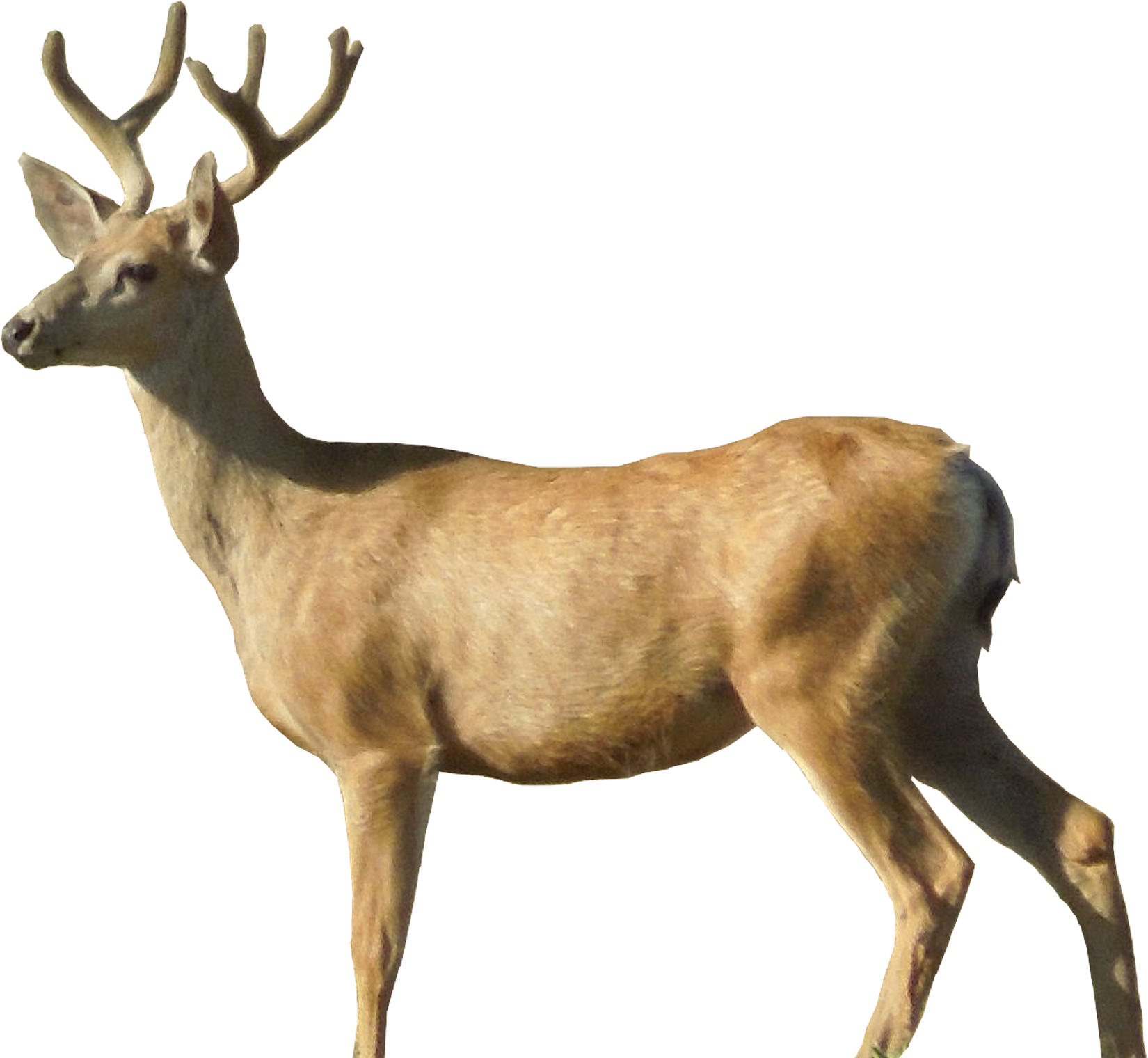 White Tailed Deer Clipart Transparent Background - White Tailed Deer Png (1650x1520)