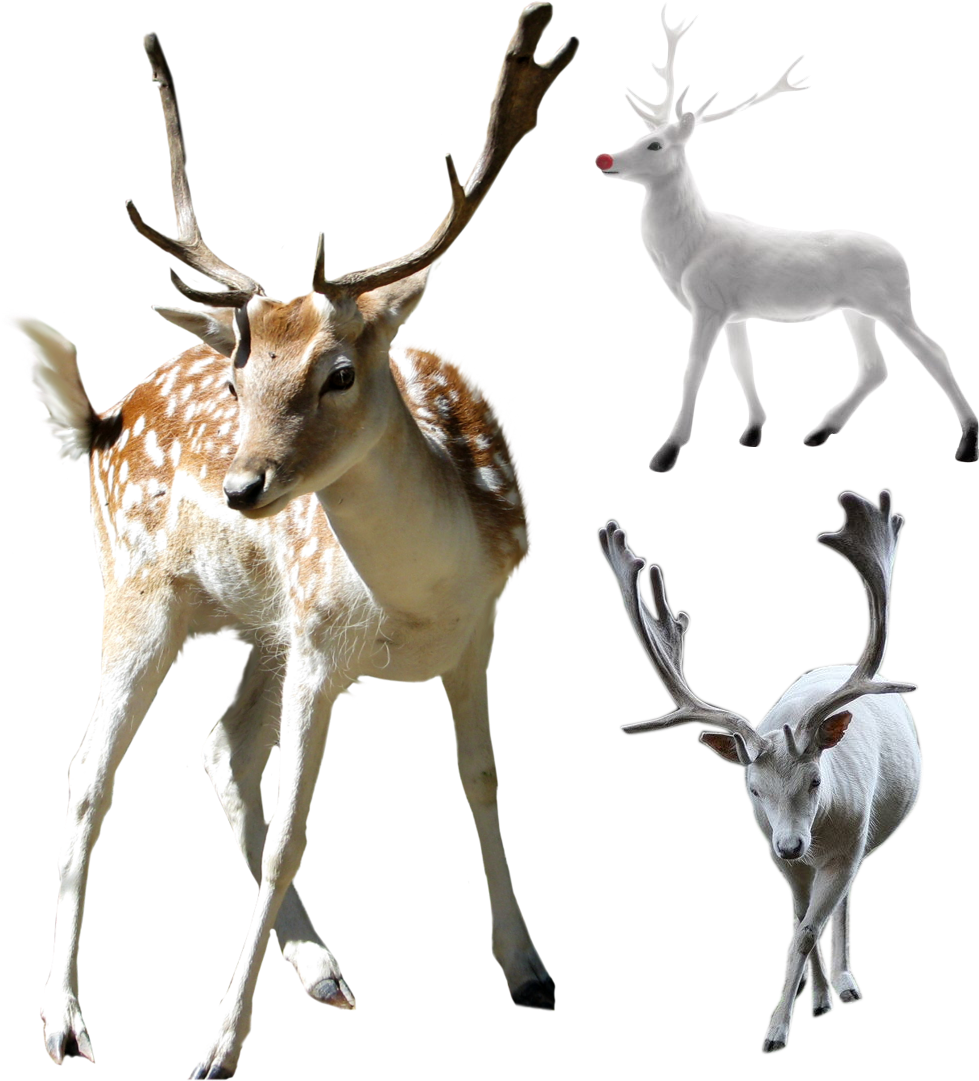 Deer Clip Art - Deer Clip Art (1026x1197)
