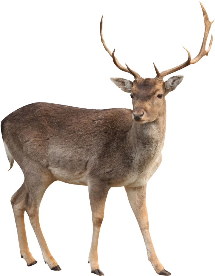 Deer Clipart Transparent - Deer Png (1024x1024)
