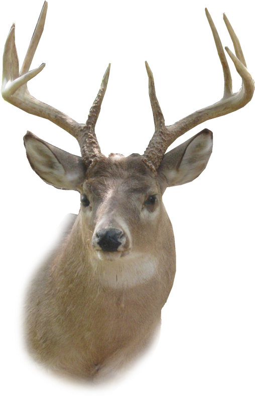 Dear Clipart Mule Deer - Deer Head Png (633x873)