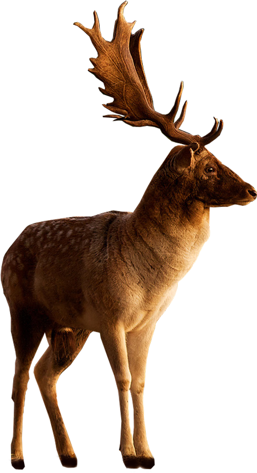 Male Deer Looking To Side - Png Stock On Deviantart (1000x1000)