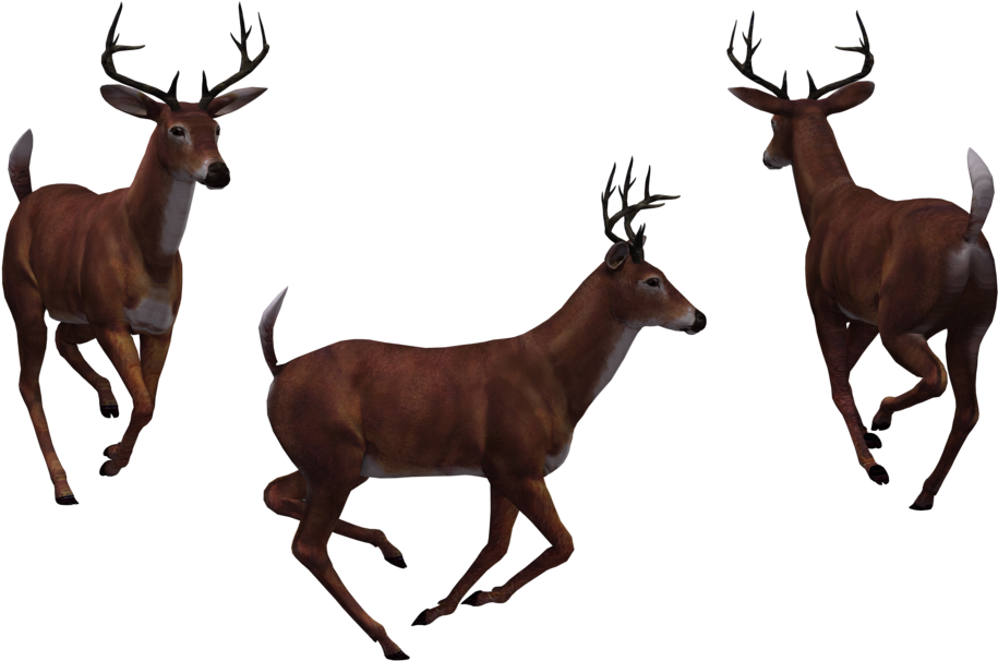 Deer Free Png Transparent Background Images Free Download - Deer (1024x645)
