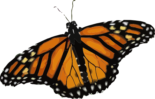 Life Cycle Of A Butterfly (1175x750)