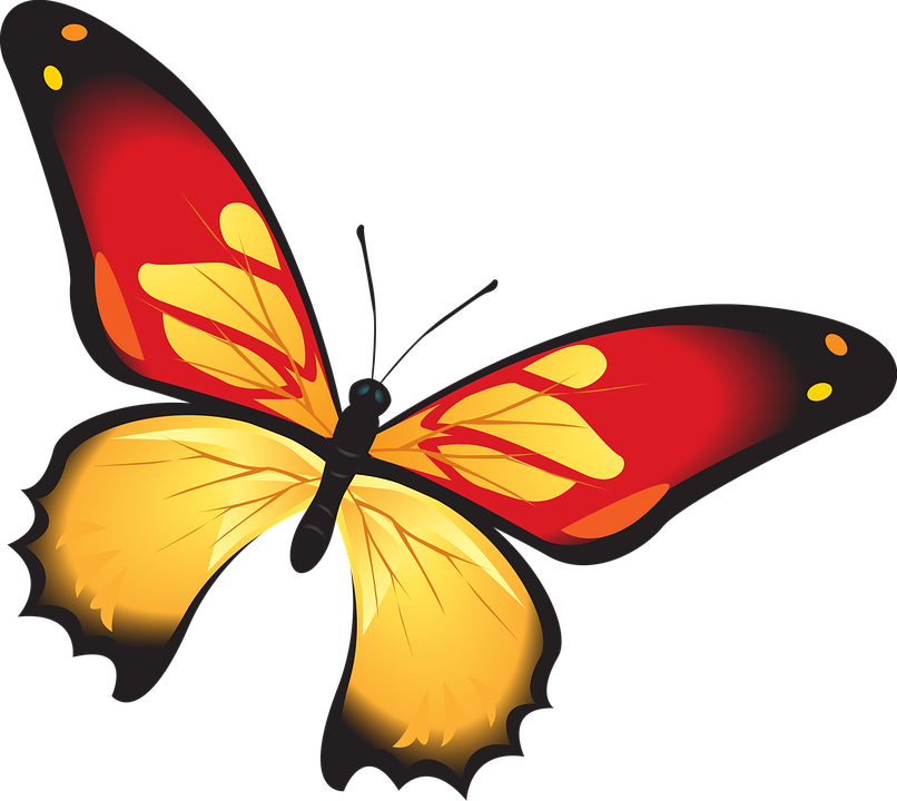 Butterfly, Colorful, Red, Orange, Insect, Decoration - Schmetterling Png (806x720)