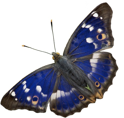 Image7 - - Purple Emperor Butterfly (532x476)