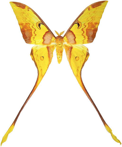 И - Complete Brandenburg Concertos Cd (516x623)