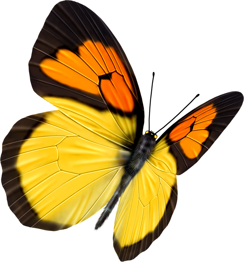 Butterfly Transparency And Translucency - Butterfly Transparency And Translucency (800x867)