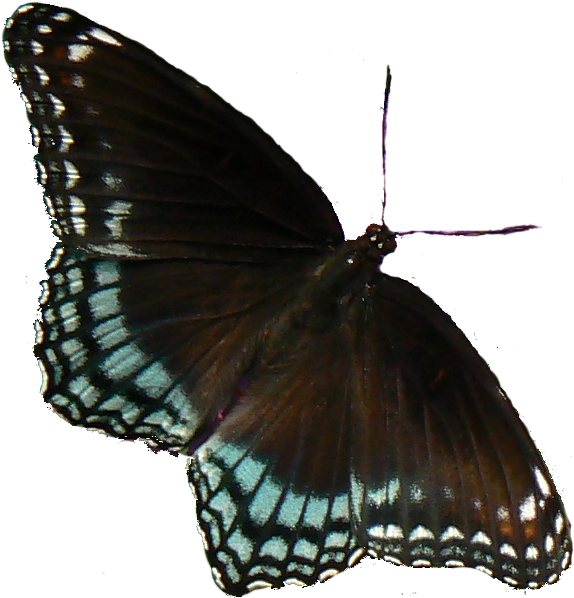 Image8 - White Admiral Or Red Spotted Purple (607x611)