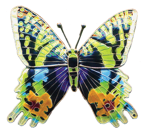 Butterflies & Moths - Butterflies & Moths (900x900)