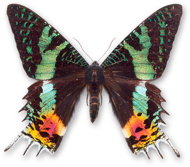 World Of Butterflies And Moths - Madagascan Sunset Moth (640x544)