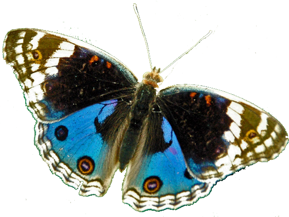 Butterfly Galleries 1 2 3 4 5 - Butterfly (601x447)