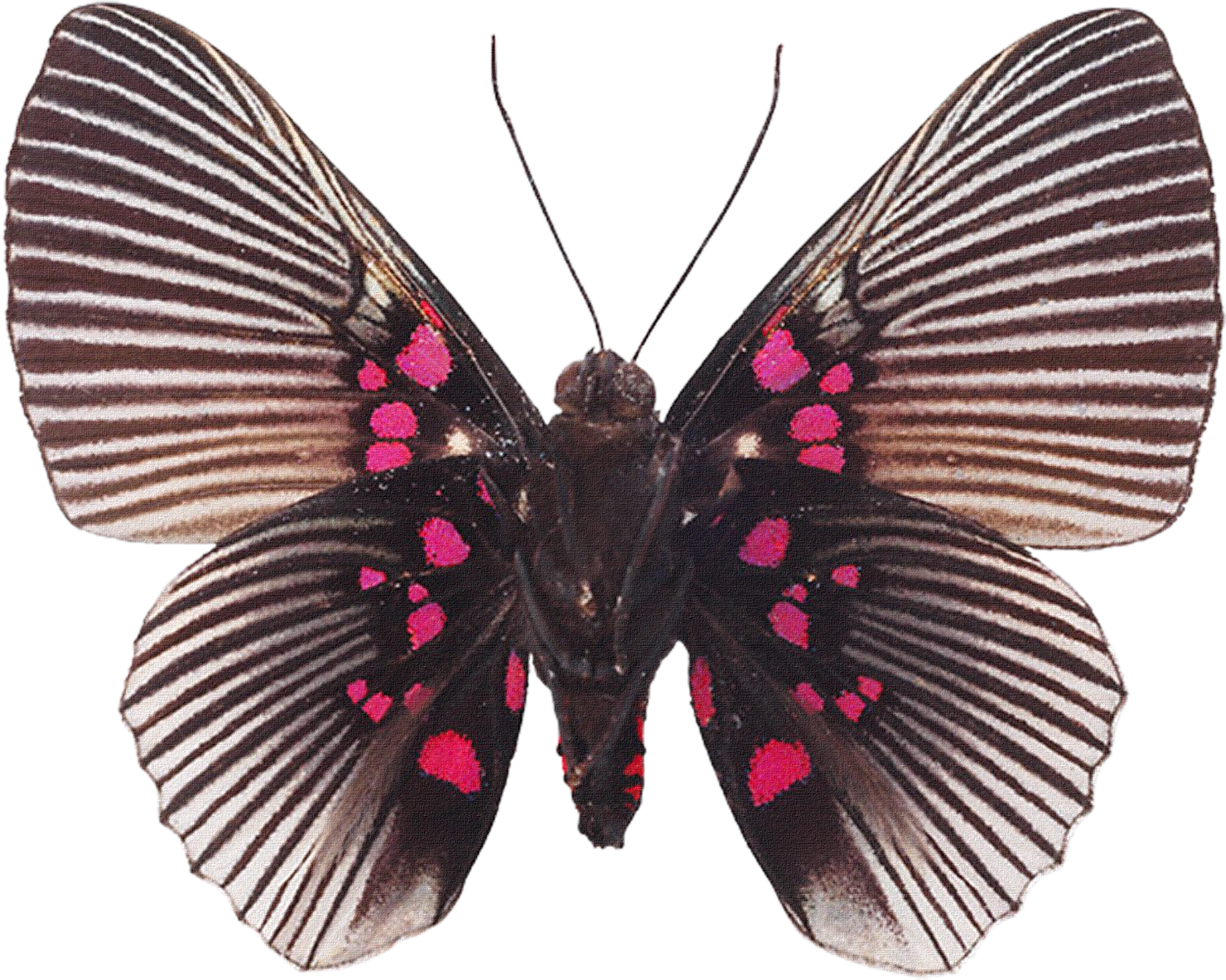 Butterfly Souvenirs Entomologiques - Бабочка Анимация Прозрачный Фон (2126x1700)