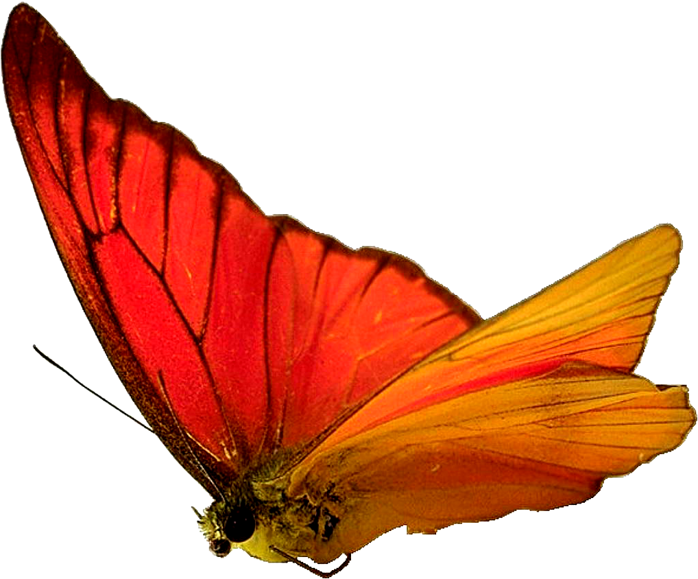 Butterfly Insect Moth Wallpaper - Butterfly Insect Moth Wallpaper (1024x849)