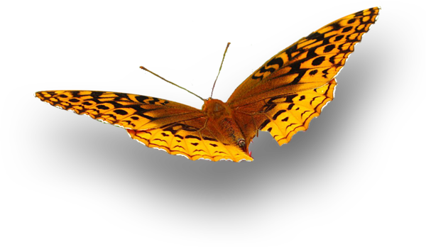 Clipart Butterfly - Silver-washed Fritillary (600x348)