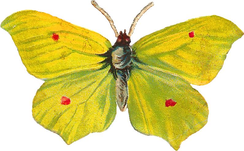 Butterfly Insect Moth Pieridae Pollinator - Butterfly Insect Moth Pieridae Pollinator (930x607)