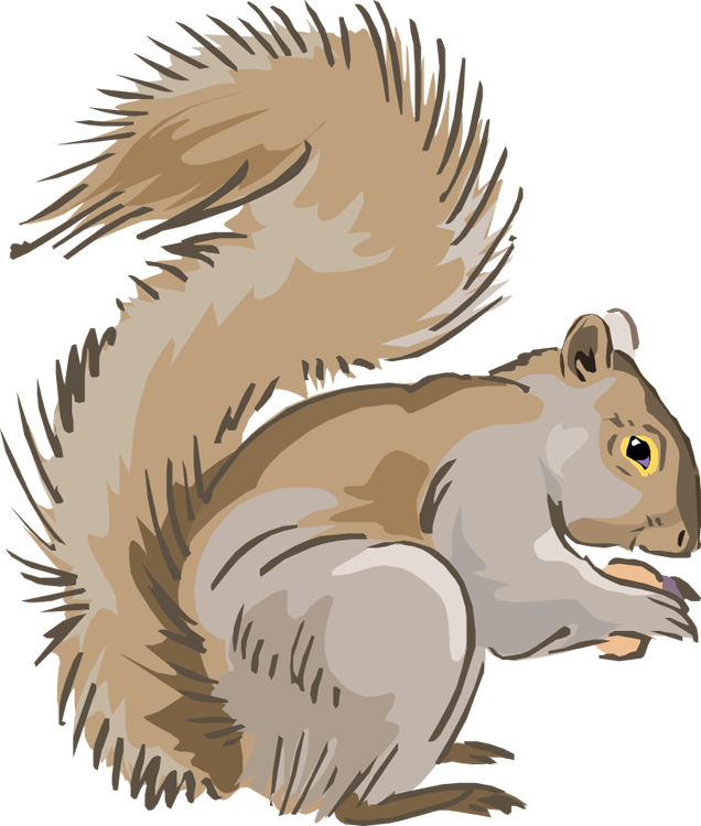 Squirrel Clipart - Gray Squirrel Clip Art (636x750)