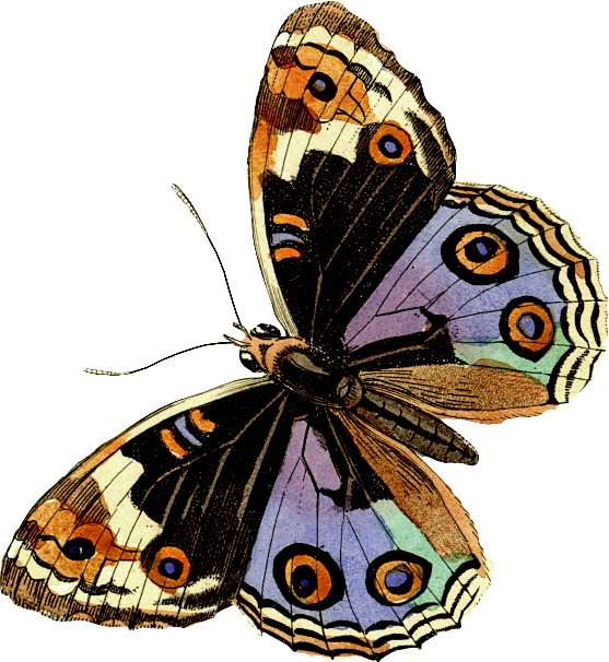 Animal - Butterflies And Moths (557x606)