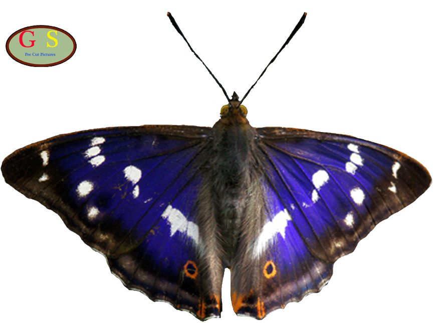 Nymphalidae Apatura Iris Butterflies And Moths Eye - Nymphalidae Apatura Iris Butterflies And Moths Eye (1000x800)