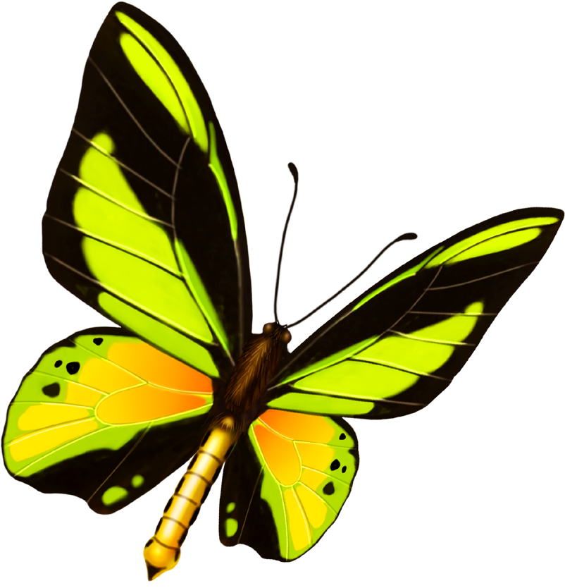 Butterfly Bird Old World Flycatcher American Sparrows - Butterfly Bird Old World Flycatcher American Sparrows (938x969)