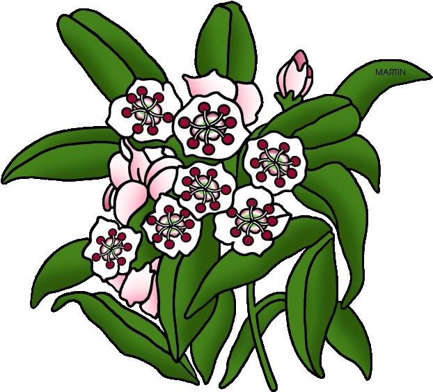 Laurel Mountain Flower - Mountain Laurel Clipart (648x587)