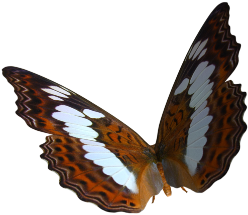 Butterfly Photoscape Clip Art - Real Butterfly Png (600x499)