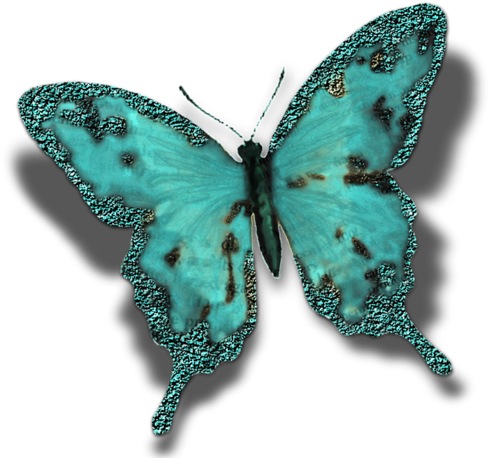 Butterfly Insect Turquoise Moth Pollinator - Butterfly Insect Turquoise Moth Pollinator (900x675)