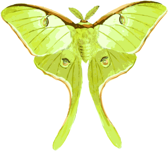 Butterfly Luna Moth Insect Drawing - Luna Moth Moth Transparent (640x650)