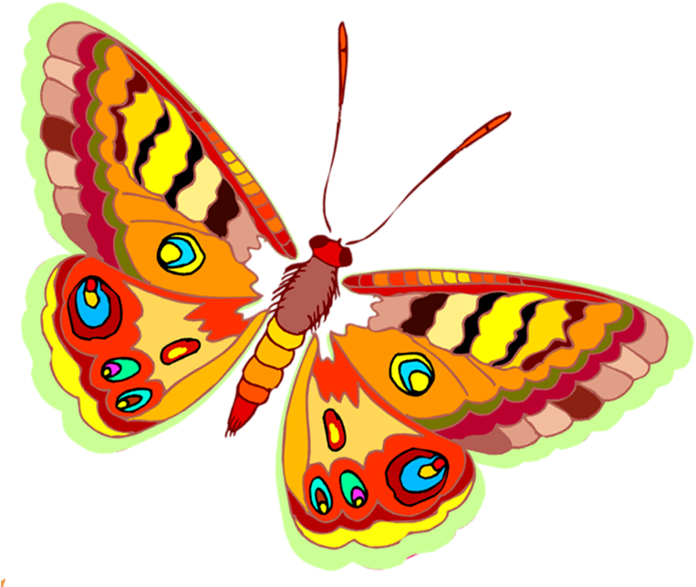 Butterfly - Portable Network Graphics (773x800)