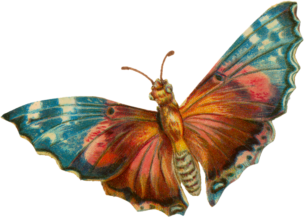 A Terrific Moth For Your Halloween Projects - Aglais Io (1048x758)