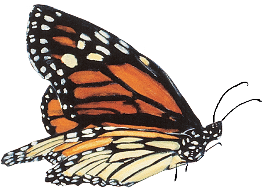 Monarch Butterfly Monarch School, Montana Symbol - Monarch Butterfly Monarch School, Montana Symbol (1024x751)