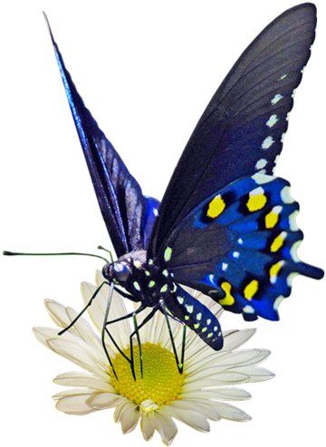 Butterflies And Various Insects - Butterfly (374x500)