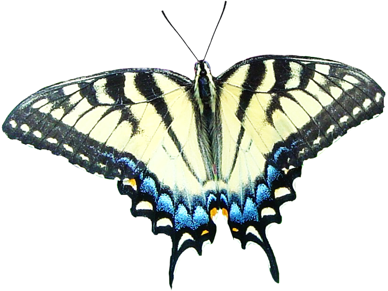 Monarch Butterfly Butterfly Messages Moth Nymphalidae - Monarch Butterfly Butterfly Messages Moth Nymphalidae (1380x1066)